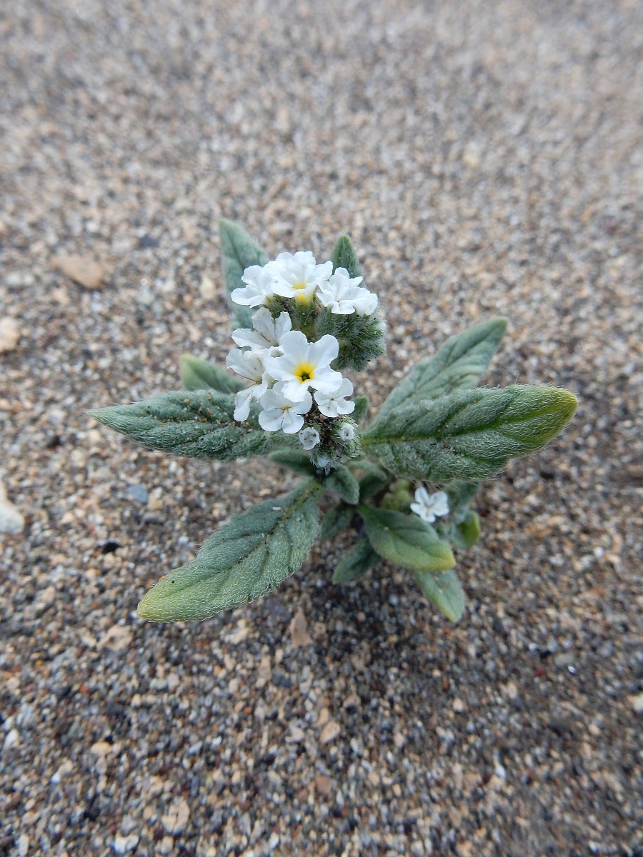 Heliotropium ramosissimum